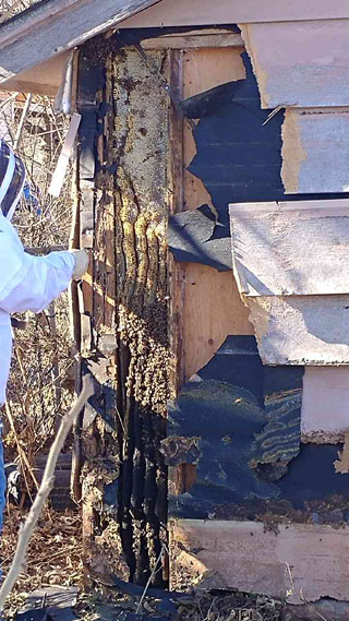 Bee Removal From Building Wall